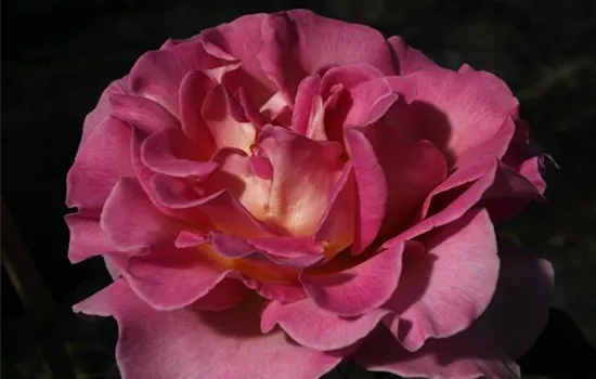 Edelrose 'Pink Paradise'®