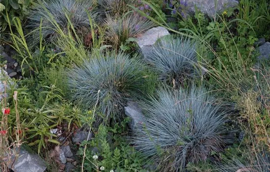 Kleiner Garten-Blau-Schwingel 'Glaucantha'