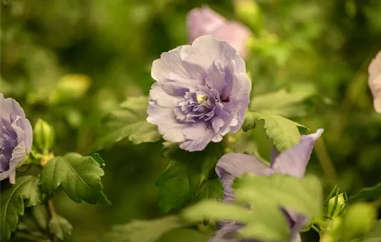 Hibiscus syriacus 'Lavender Chiffon'®