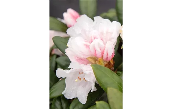 Rhododendron 'Hydon Velvet'