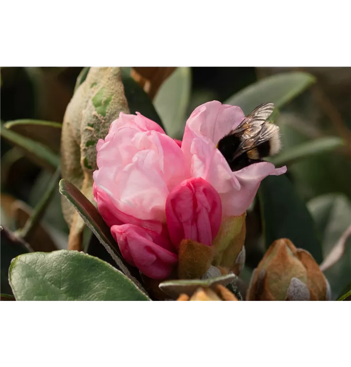 Rhododendron tsariense 'Queen Bee'