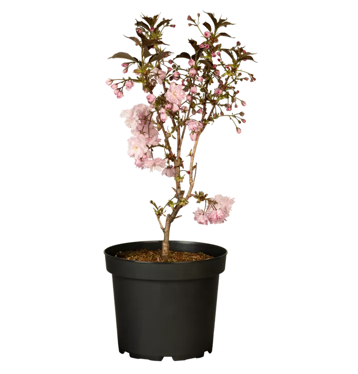 Prunus serrulata 'Royal Burgundy'®