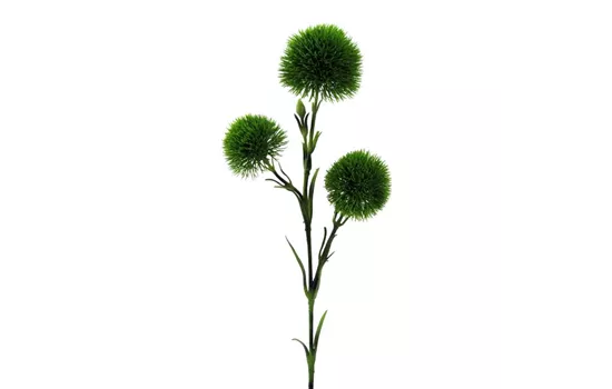 Dianthus 62cm grün