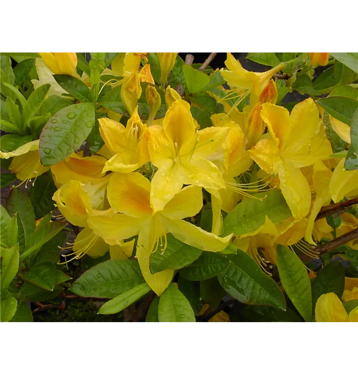 Rhododendron luteum 'Goldtopas' 