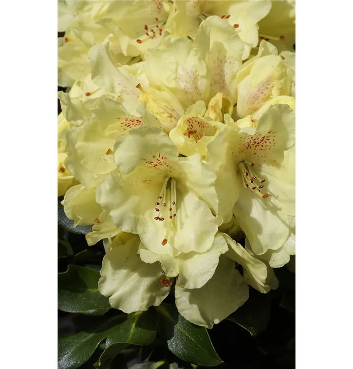 Rhododendron yakushimanum 'Bohlken's Laura' ® IV