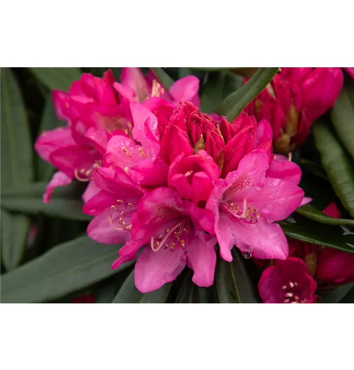 Rhododendron makinoi 'Rosa Perle'