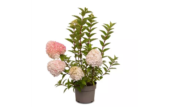 Hydrangea paniculata 'Living Pink & Rose'®
