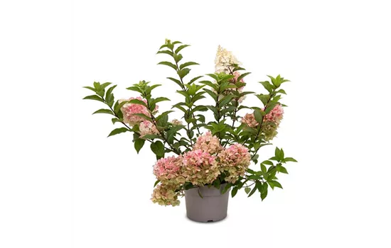 Hydrangea paniculata 'Living Strawberry Blossom'®