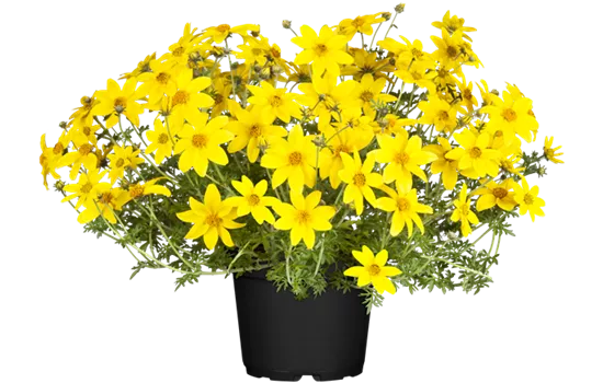 Bidens ferulifolia 'Eldoro® Compact Yellow'