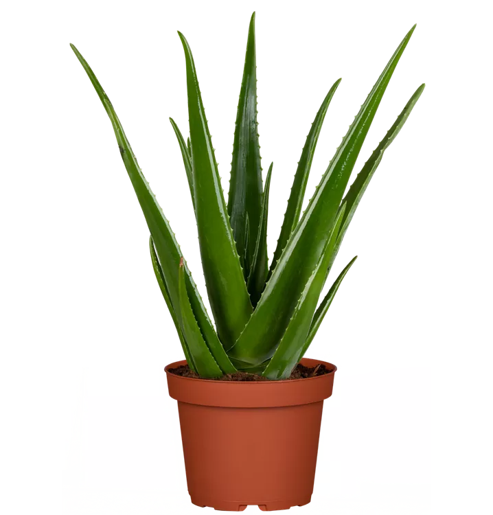 Echte Aloe vera