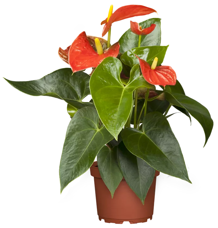 Anthurium x andreanum, orange, Flamingoblume, Zimmerpflanzen Online und