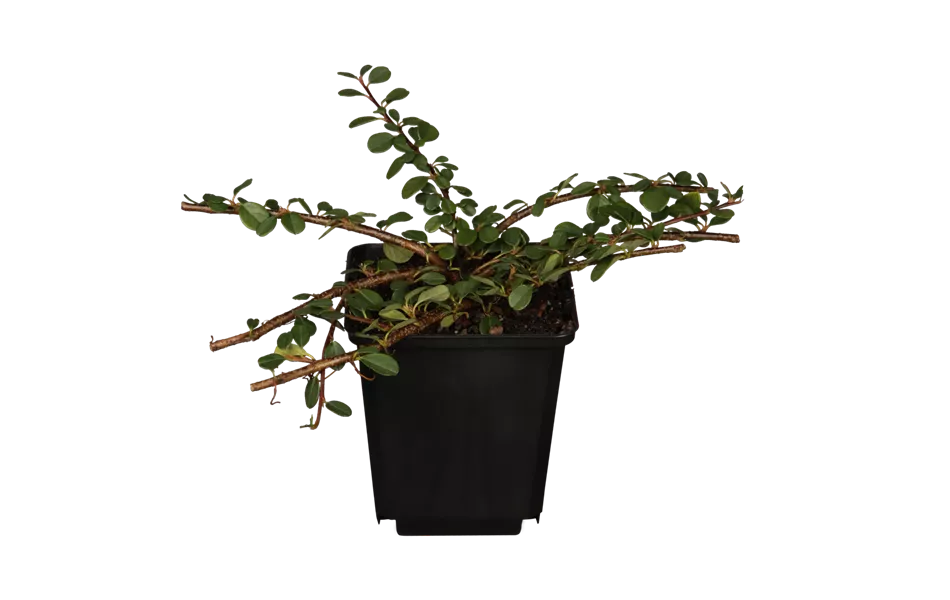 Cotoneaster dammeri 'Frieders Evergreen'