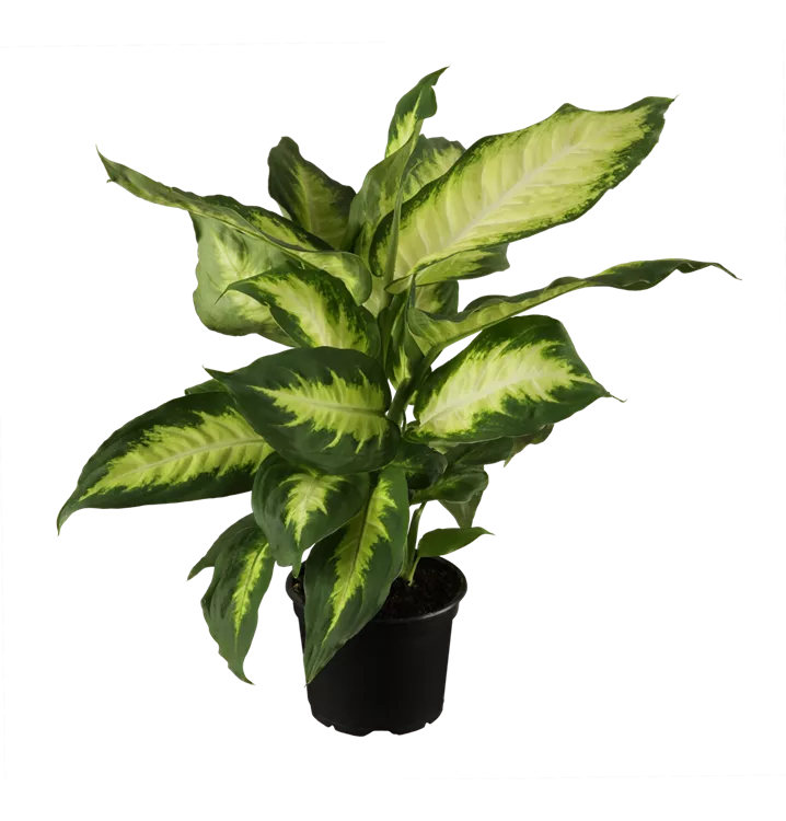 Dieffenbachia maculata 'Camilla', Dieffenbachie, Zimmerpflanzen Online