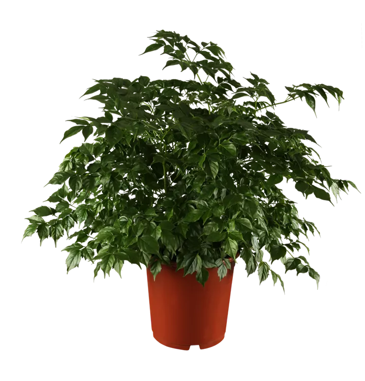 Radermachera sinica, Zimmeresche 1A Garten Ammer