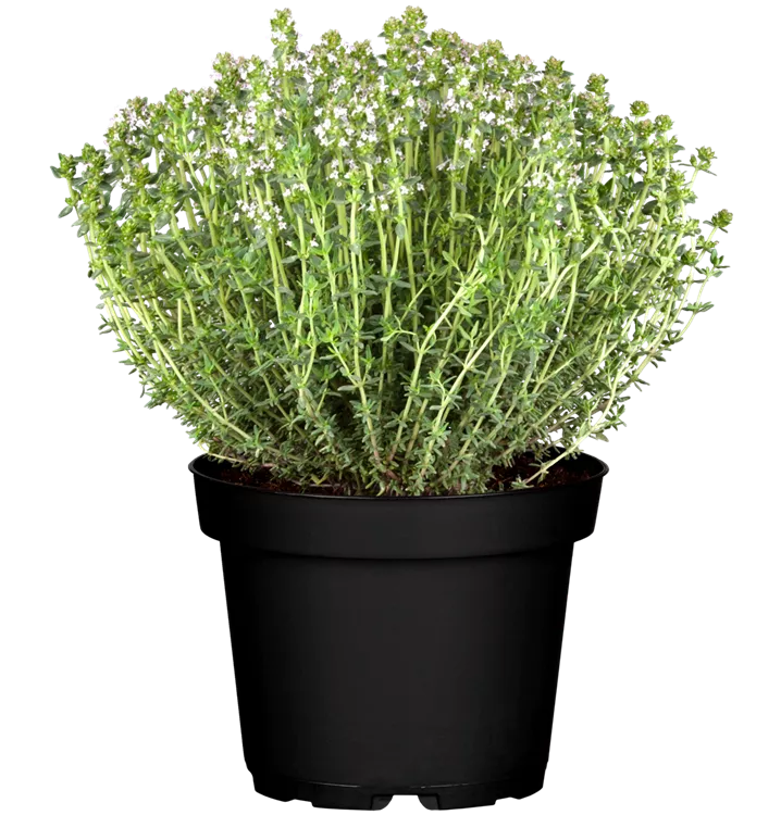 Thymus vulgaris 'Faustini', Thymian 'Faustini', Kräuter Online