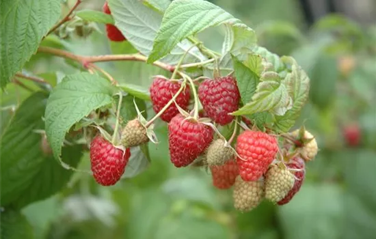Rubus idaeus 'Primeberry® Autumn First®'