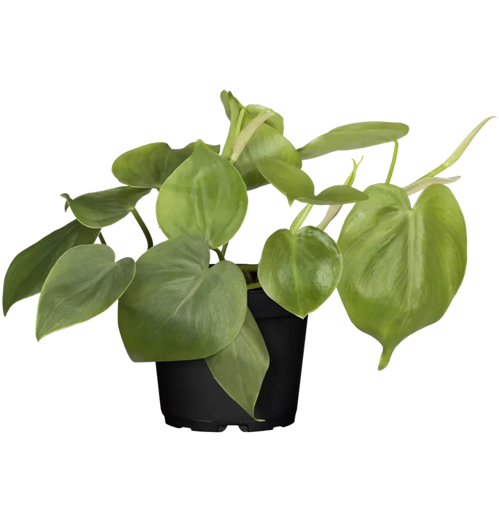 Philodendron