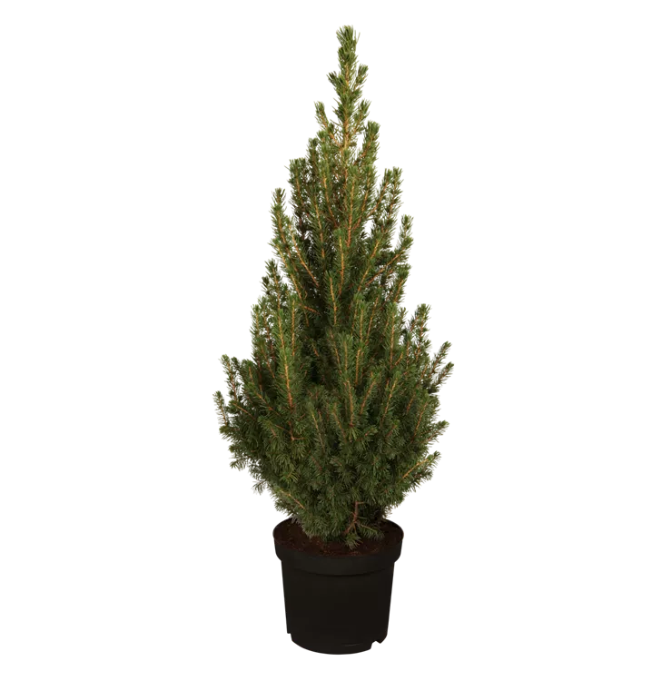 Picea glauca 'Conica Perfecta', Zuckerhutfichte 'Conica Perfecta ...