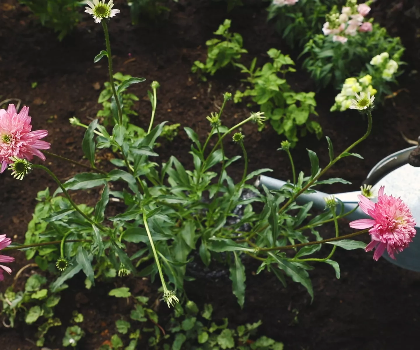 1A Garten Ammer Gartencenter. Blumen und Pflanzen in Osterhofen 1A