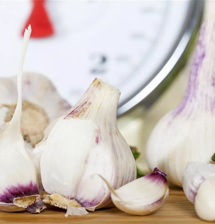 Russischer Riesenknoblauch Allium Sativum Kaufen