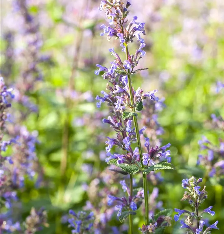 Nepeta, Katzenminze, Pflanzen Online und vor Ort kaufen 1A Garten Ammer