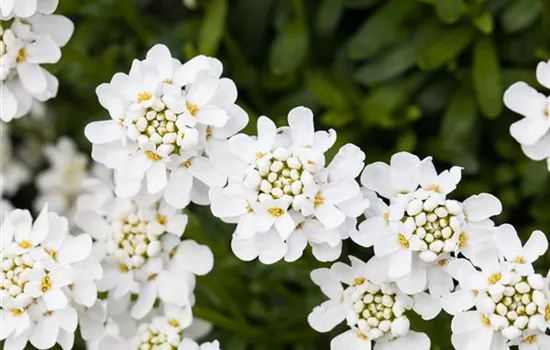 Iberis sempervirens, Immergrüne Schleifenblume, Pflanzen Online und vor