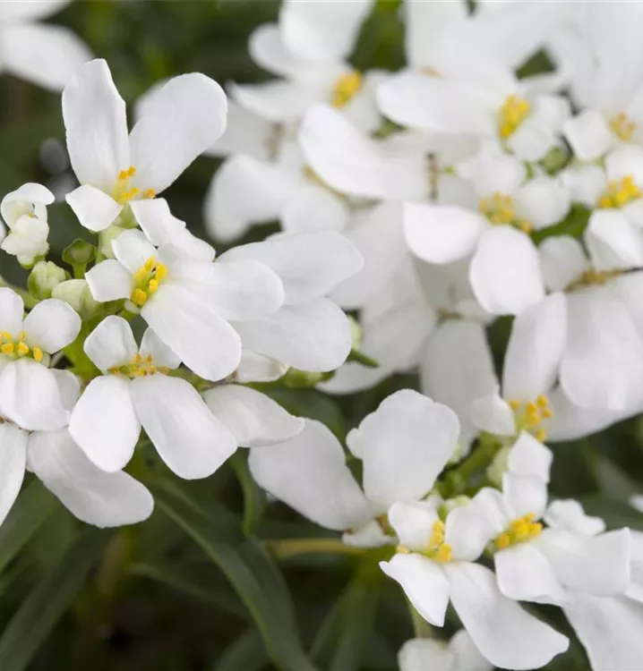Iberis sempervirens Immergrüne Schleifenblume