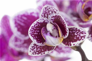 Orchideen für Anfänger und Profis