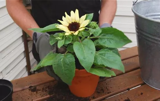 Sonnenblume - Einpflanzen in ein Gefäß