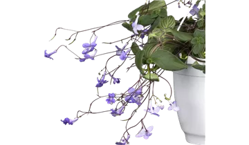 Streptocarpus saxorum (Blauer Paul), Drehfrucht (Blauer Paul), Pflanzen