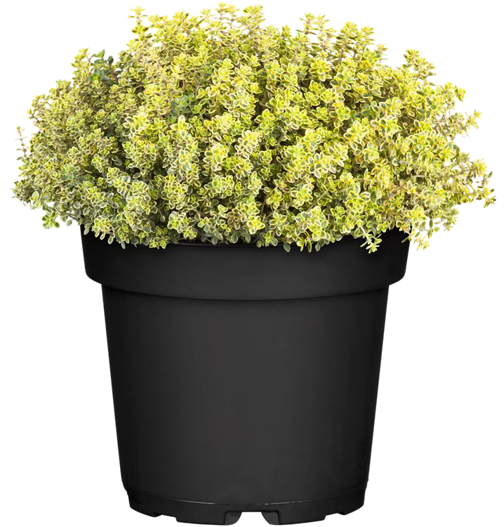Thymus serpyllum 'Aurea', GoldThymian 'Aurea', Kräuter Online