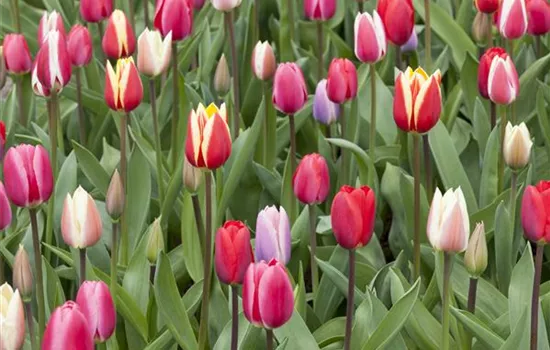 Grüße vom Frühling im Blumengarten – da geht das Herz auf!