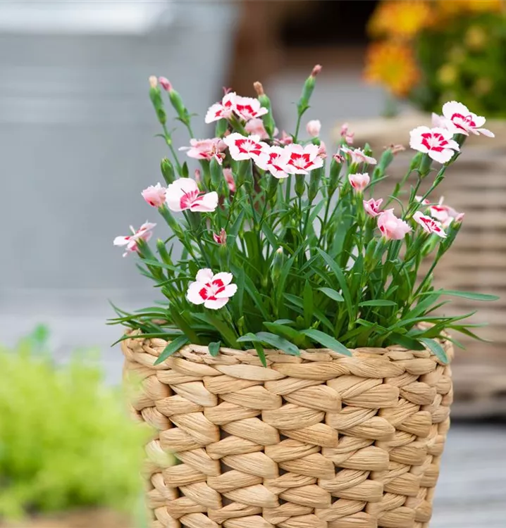 Dianthus 'Peach Party'®, Nelke 'Peach Party®, Pflanzen Online und vor