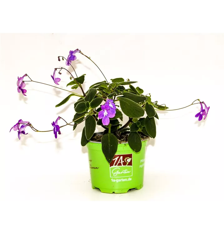 Streptocarpus saxorum (Blauer Paul), Drehfrucht (Blauer Paul), Pflanzen