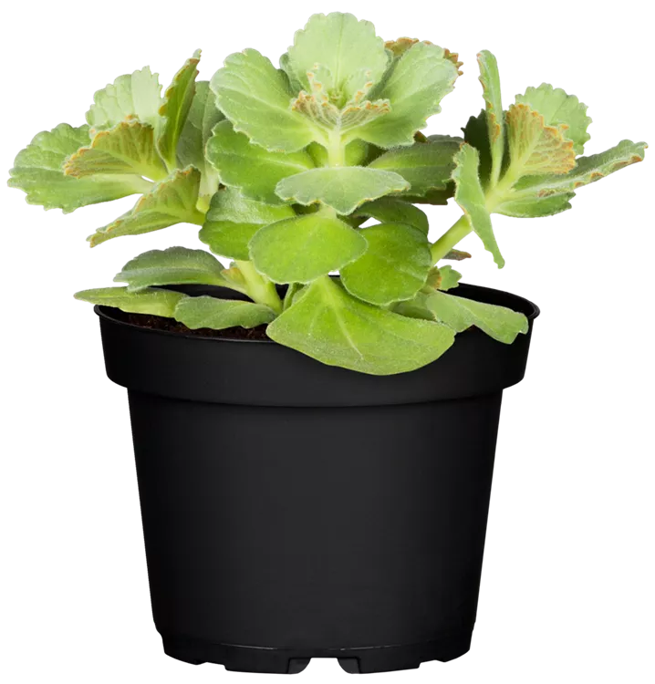 Coleus canina, Katzenschreckpflanze / Verpiss Dich Pflanze, Pflanzen
