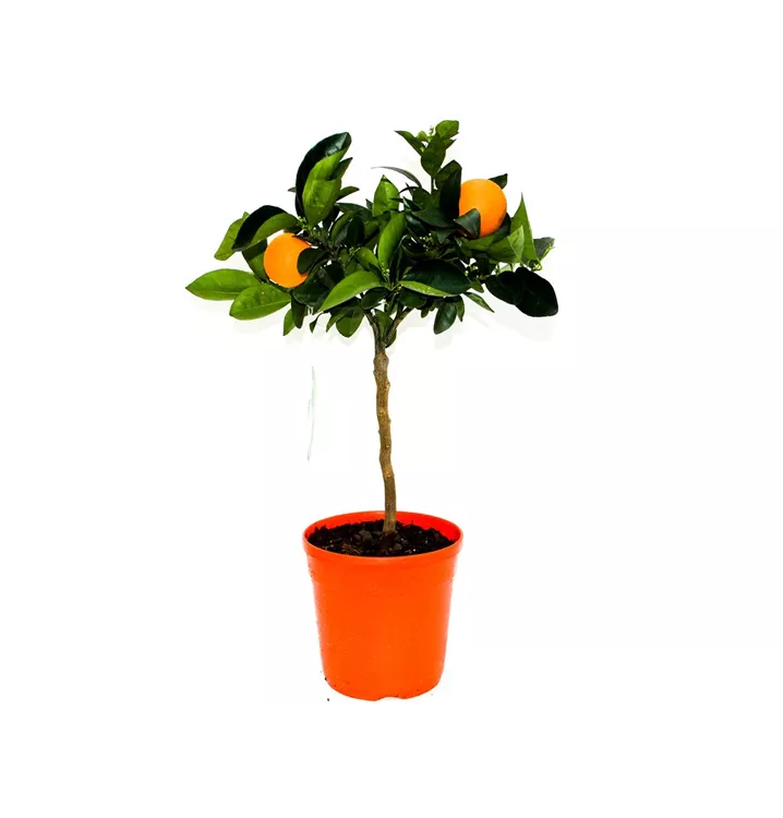 Orangenbaum 'Valencia'