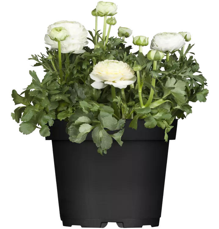 Ranunculus asiaticus, weiß, Ranunkel, weiß, Saisonpflanzen Online