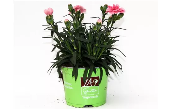 Dianthus caryophyllus 'Oscar® Pink'