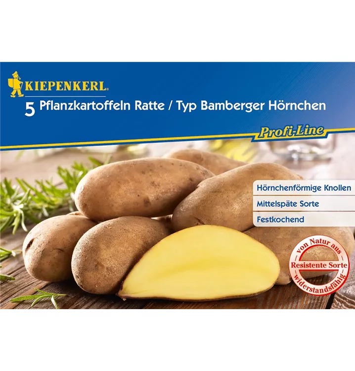 Solanum tuberosum 