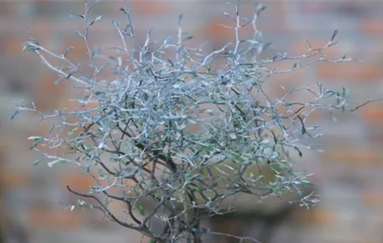 Corokia cotoneaster, Zickzackstrauch, Pflanzen Online und vor Ort