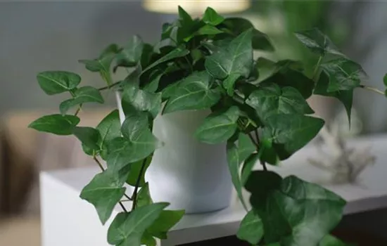 Hedera helix 'Green Wonder', Efeu, Pflanzen Online und vor Ort kaufen