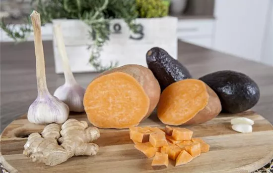 Ipomoea batatas 'Erato'® Orange