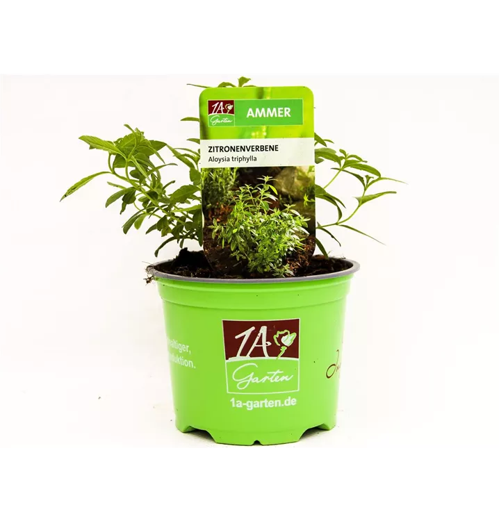 Aloysia triphylla, Zitronenverbene, Pflanzen Online und vor Ort kaufen