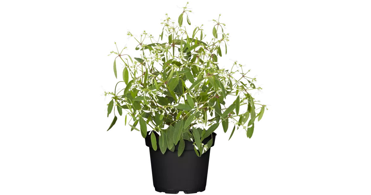 Euphorbia hypericifolia, Zauberschnee, Pflanzen Online und vor Ort