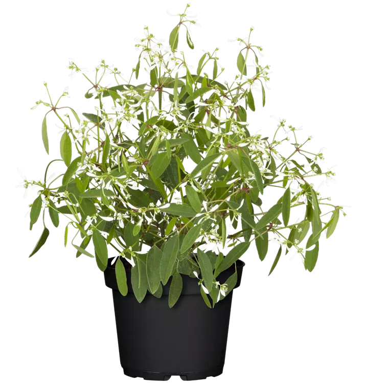 Euphorbia hypericifolia, Zauberschnee, Pflanzen Online und vor Ort
