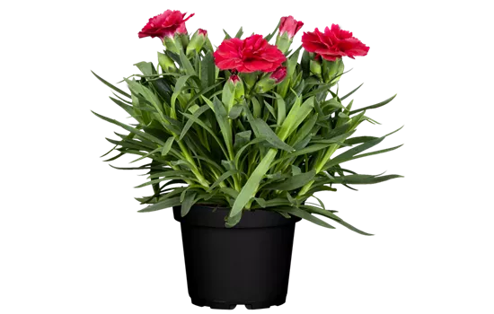 Dianthus caryophyllus 'Colores® Sangre'