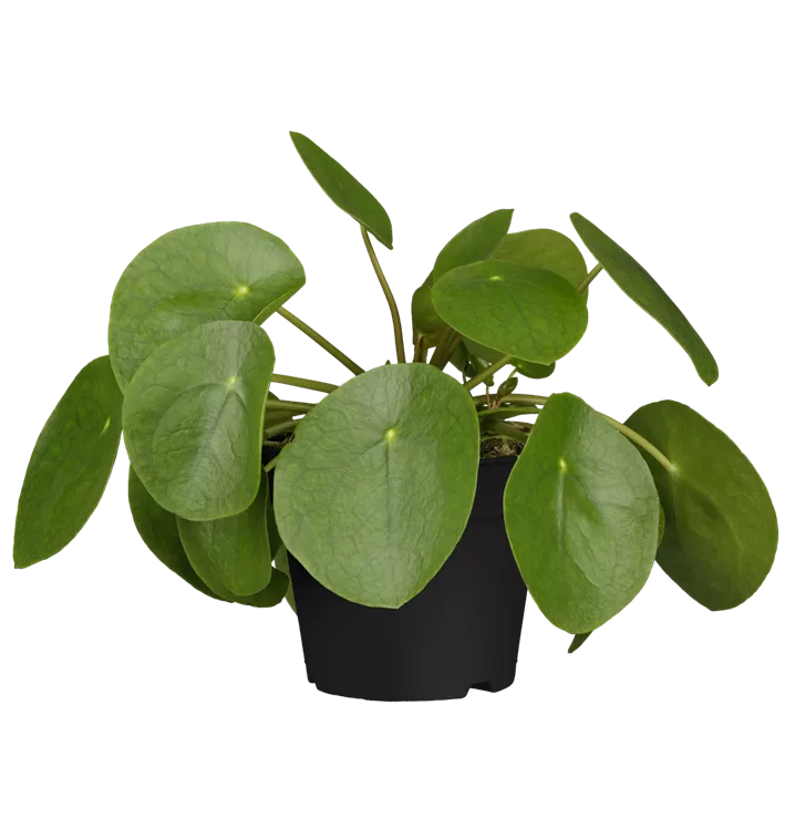 Pilea peperomioides, Glückstaler, Zimmerpflanzen Online und vor Ort