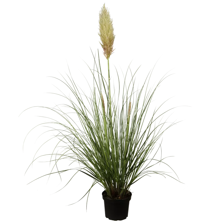 Cortaderia selloana 'Pumila', Kleines GartenPampasgras 'Pumila