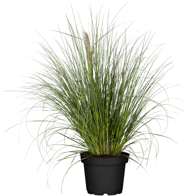 Cortaderia selloana 'Pumila', Kleines GartenPampasgras 'Pumila