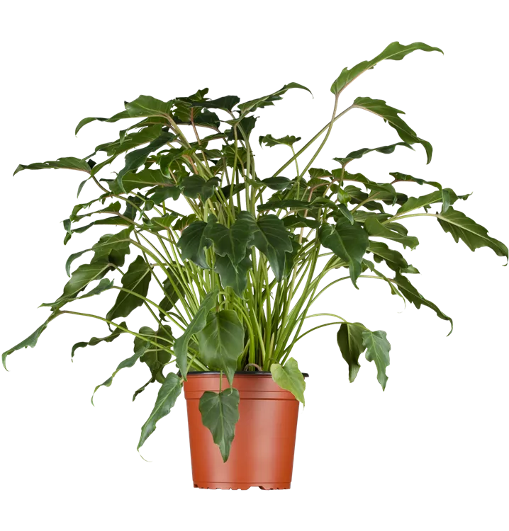 Philodendron bipinnatifidum 'Xanadu', Philodendron 'Xanadu